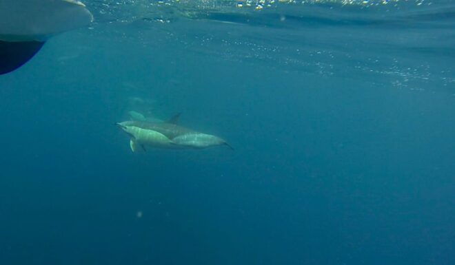 Faro: Dolphin and Wildlife Watching in the Atlantic Ocean - Important Information