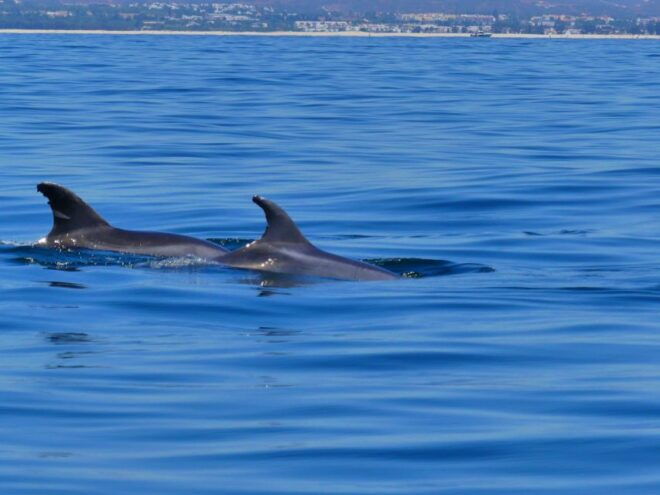 Faro: Dolphin and Wildlife Watching in the Atlantic Ocean - Customer Reviews