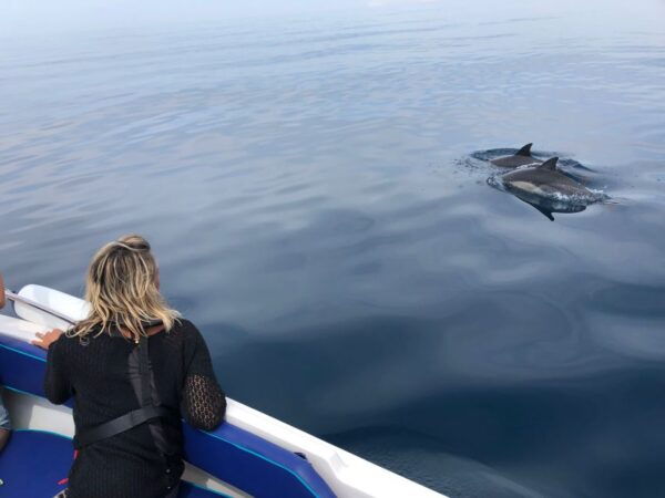 Faro: Dolphin and Wildlife Watching in the Atlantic Ocean - Background