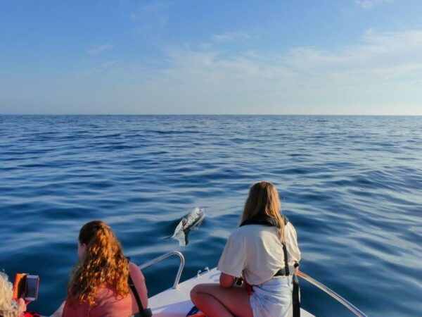 Faro: Dolphin and Wildlife Watching in the Atlantic Ocean - Directions