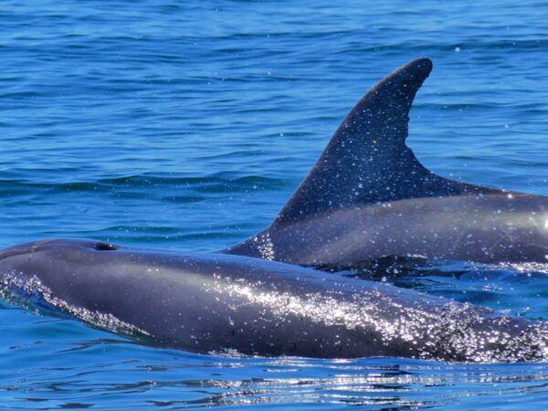 Faro: Dolphin and Wildlife Watching in the Atlantic Ocean - Common Questions