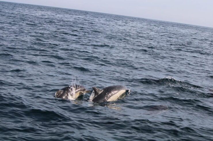Faro - Dolphin Watching Boat Tour - Good To Know