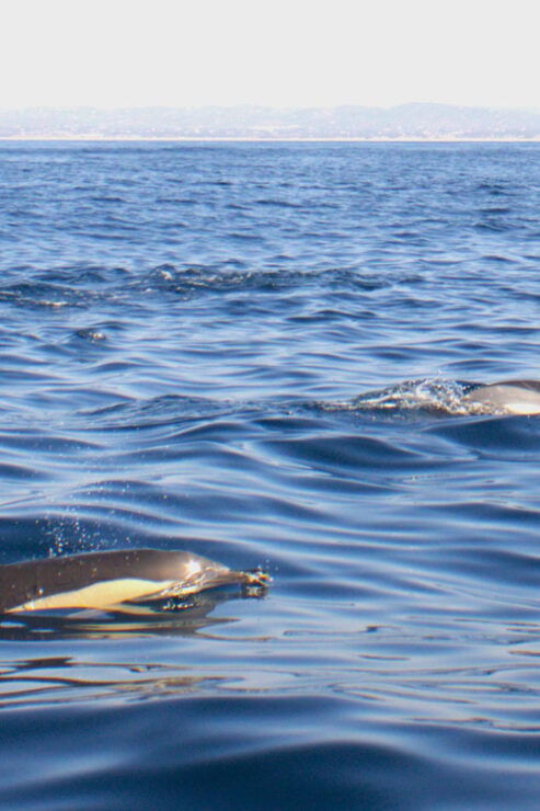 Faro - Dolphin Watching Boat Tour - Pricing and Booking
