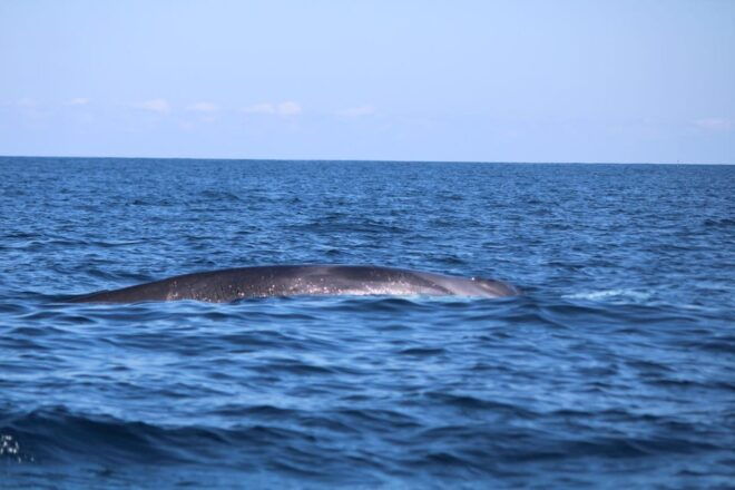 Faro - Dolphin Watching Boat Tour - Inclusions