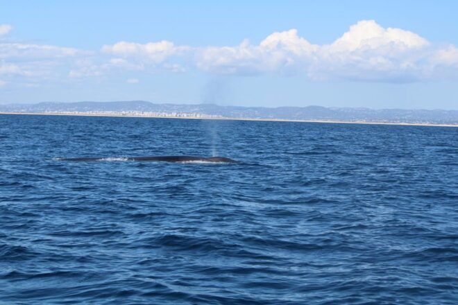 Faro - Dolphin Watching Boat Tour - Exclusions and Restrictions
