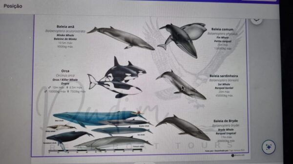 Faro - Dolphin Watching Boat Tour - Departure and Duration