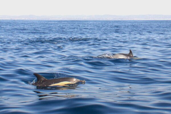 Faro - Dolphin Watching Boat Tour - Frequently Asked Questions