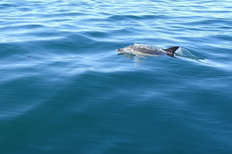 Faro: Dolphin Watching & Marine Wildlife Boat Tour From Faro - Good To Know