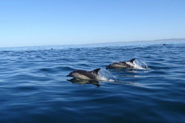 Faro: Dolphin Watching & Marine Wildlife Boat Tour From Faro - Wildlife Experience