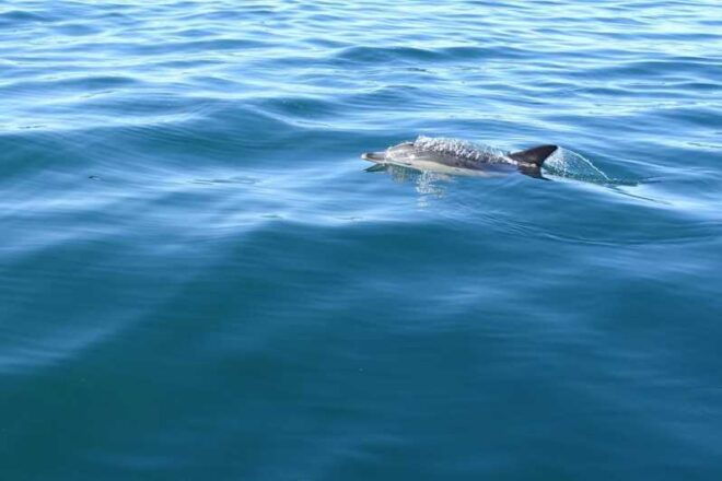 Faro: Dolphin Watching & Marine Wildlife Boat Tour From Faro - Tour Inclusions