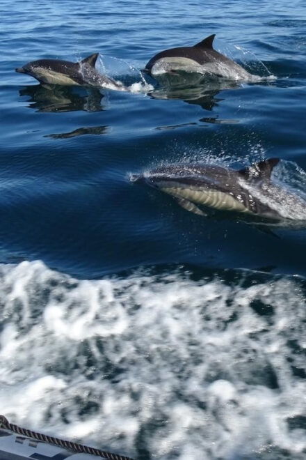 Faro: Dolphin Watching & Marine Wildlife Boat Tour From Faro - Recommended Attire