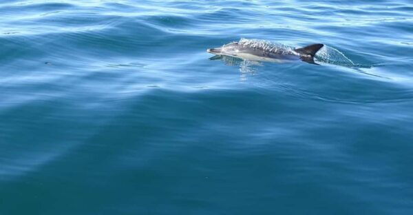 Faro: Dolphin Watching & Marine Wildlife Boat Tour From Faro - Frequently Asked Questions