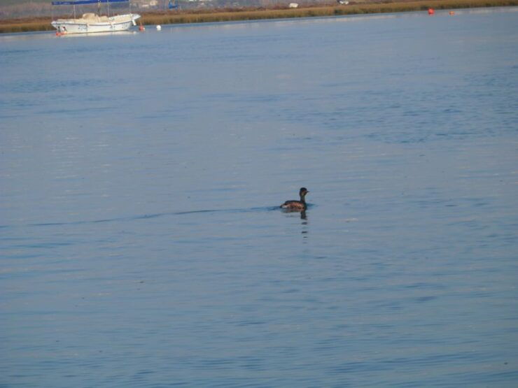 Faro: Eco-Friendly Ria Formosa Bird Watching in Solar Boat - Activity Details