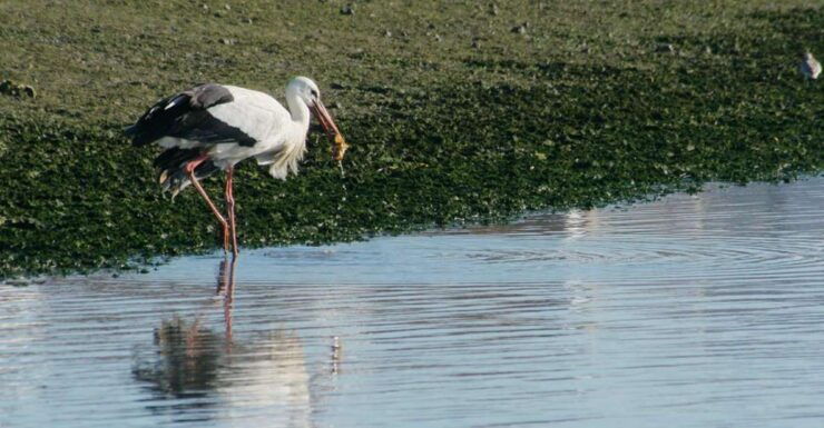 Faro: Eco-Friendly Ria Formosa Bird Watching in Solar Boat - Experience