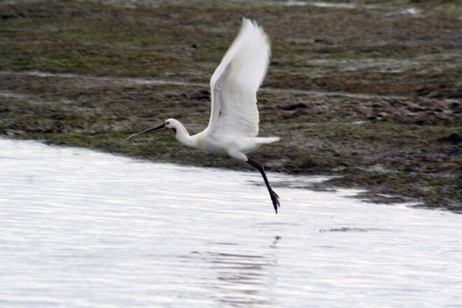 Faro: Eco-Friendly Ria Formosa Bird Watching in Solar Boat - Inclusions