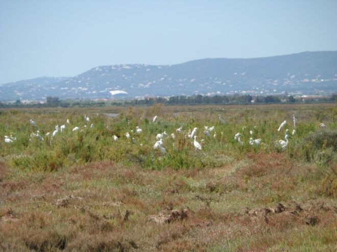 Faro: Eco-Friendly Ria Formosa Bird Watching in Solar Boat - Select Participants and Date