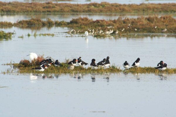 Faro: Eco-Friendly Ria Formosa Bird Watching in Solar Boat - Review Summary