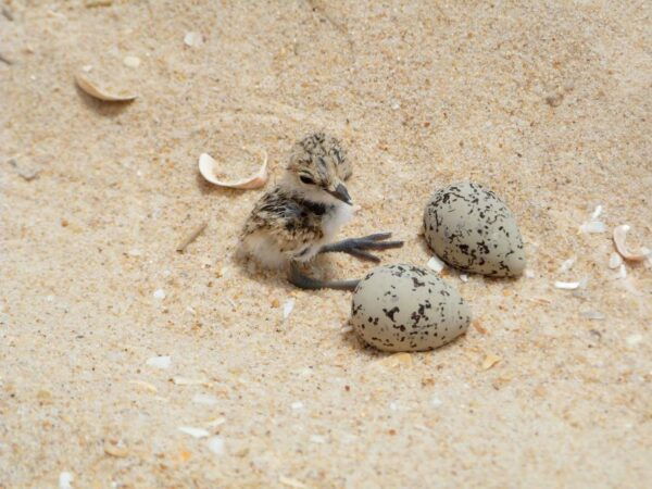 Faro: Eco-Friendly Ria Formosa Bird Watching in Solar Boat - Directions