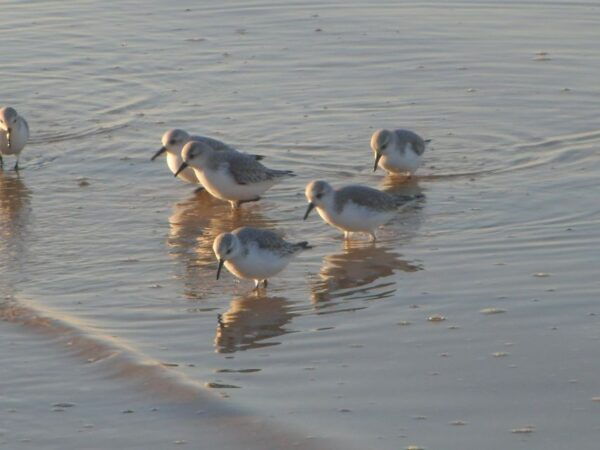 Faro: Eco-Friendly Ria Formosa Bird Watching in Solar Boat - The Sum Up