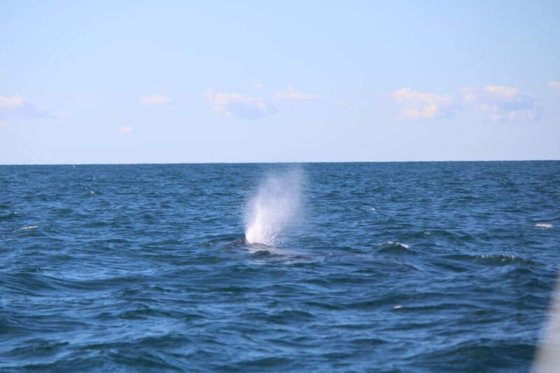 Faro: Funtastic Dolphin Watching Boat Tour - Good To Know