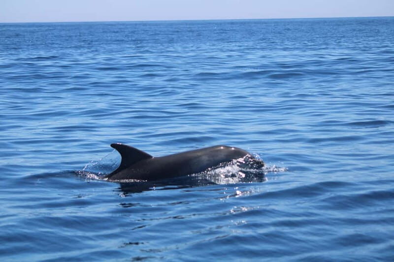 Faro: Funtastic Dolphin Watching Boat Tour - Why This Tour Offers Great Value