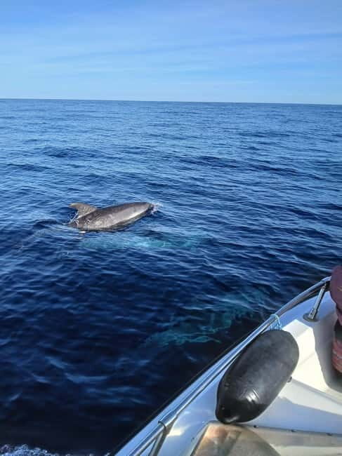 Faro: Funtastic Dolphin Watching Boat Tour - Who Will Love This Tour?