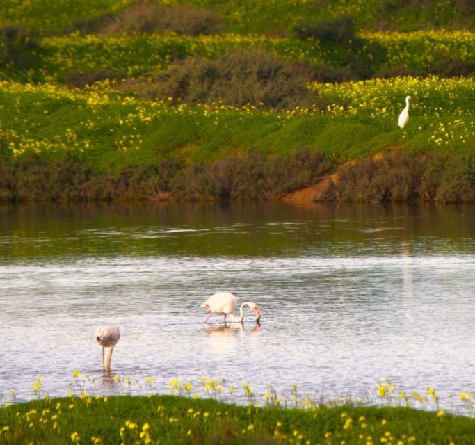 Faro: Pudim Real Boat Tours 6h guided boat tour Ria Formosa - What to Expect on the Tour