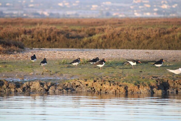 Faro: Pudim Real Boat Tours 6h guided boat tour Ria Formosa - FAQ