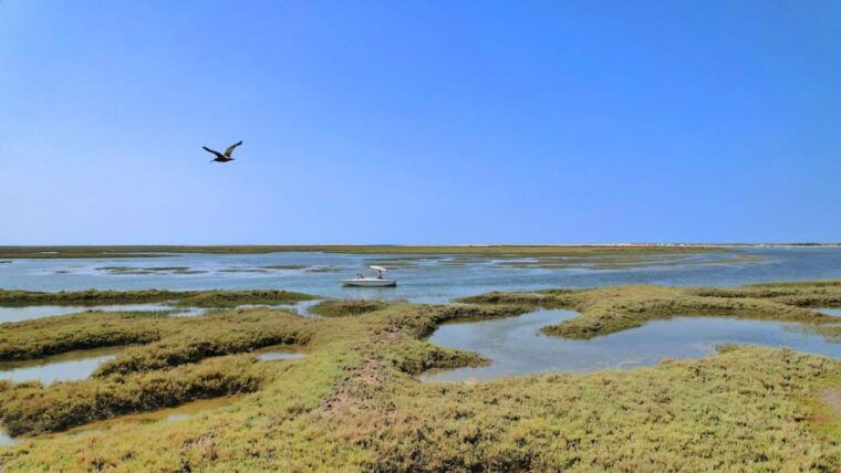 Faro: Ria Formosa Eco Birdwatching Boat Tour - The Experience and the Guides