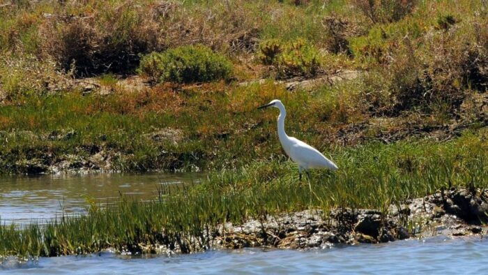 Faro: Ria Formosa Eco Birdwatching Boat Tour - The Sum Up