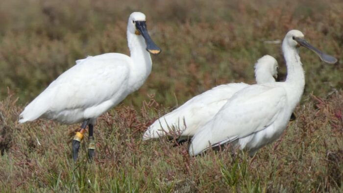 Faro: Ria Formosa Eco Birdwatching Boat Tour - FAQ