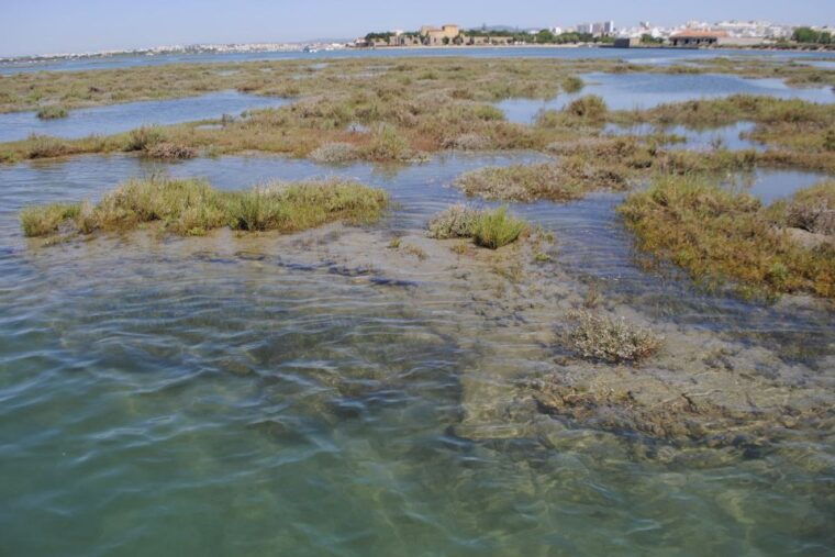 Faro: Ria Formosa Lagoon Small Boat Tour with Local Guide - Who Is This Tour Perfect For?