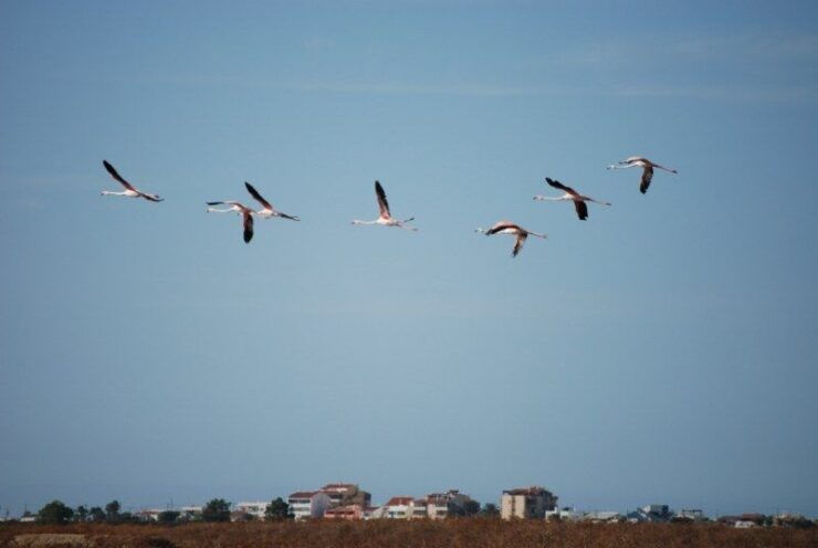 Faro: Ria Formosa Natural Park Segway Tour & Birdwatching - Tour Overview