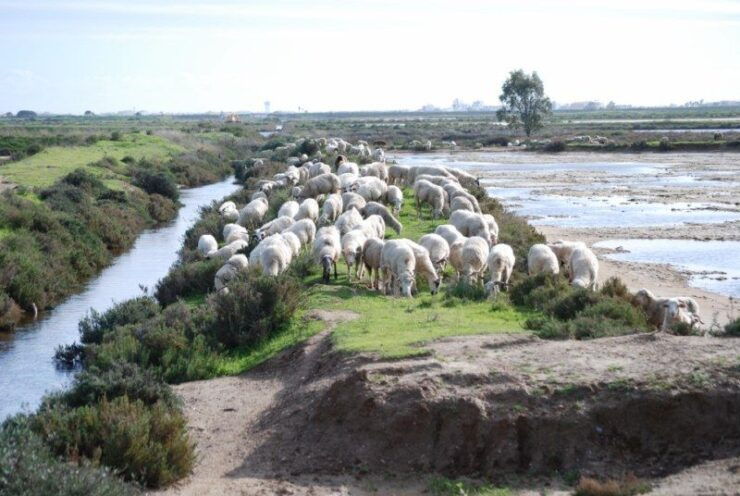 Faro: Ria Formosa Natural Park Segway Tour & Birdwatching - Booking Details