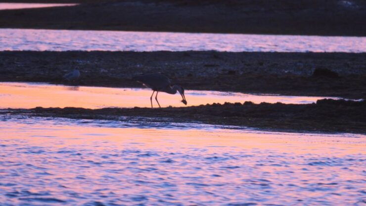 Faro: Ria Formosa Sunset Boat Tour - Tour Overview
