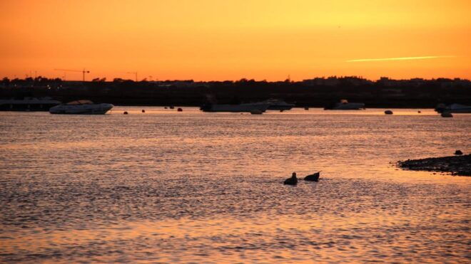 Faro: Ria Formosa Sunset Boat Trip From Faro - Customer Reviews