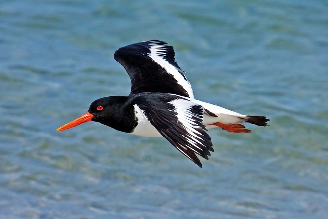 Faro to Ilha Deserta, Rio Formosa Natural Park Eco-Tour - Traveler Photos and Reviews