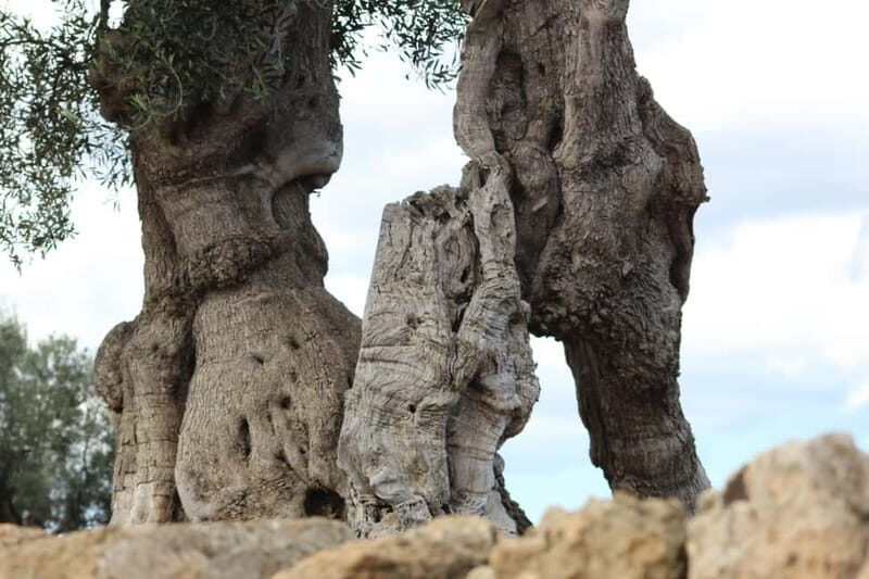 Fasano: e-bike tour to discover the wonders of the area - The Itinerary: A Closer Look at Each Stop