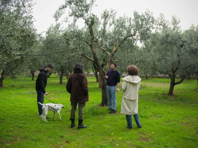 Fasano: Olive Oil Tour With Tasting and Food Pairing - Why This Tour Works Well