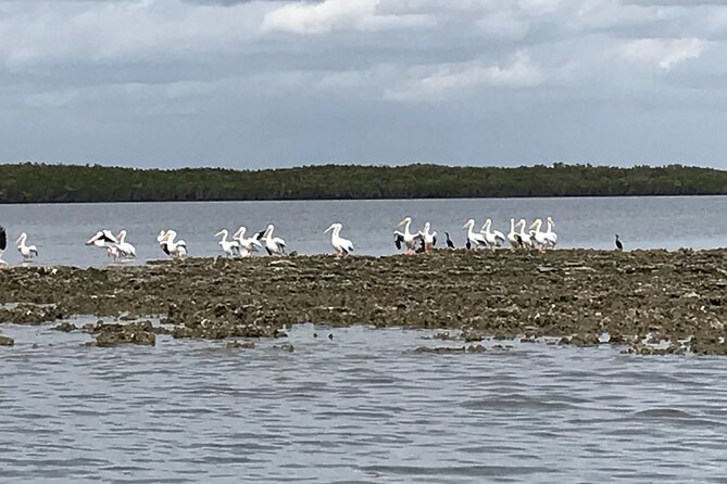 Fast & More Airboat Tour - Additional Information for Visitors