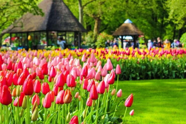Fast Track Keukenhof Gardens From Amsterdam by Private Car - Experience the Beauty of Keukenhof Gardens