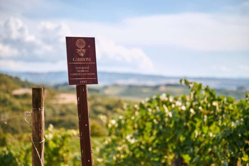 Fattoria La Leccia, Monterspertoli: vineyard walk & tasting - Authenticity and Unique Aspects