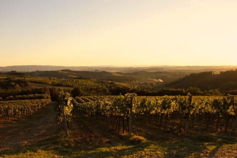 Fattoria La Leccia: Winery Tour and Tastings in Montespertoli - Good To Know