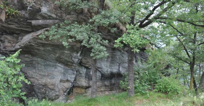 FAUNA AND FLORA OF EXPOSED AND ENGRAVED ROCKS - Flora Found in These Environments