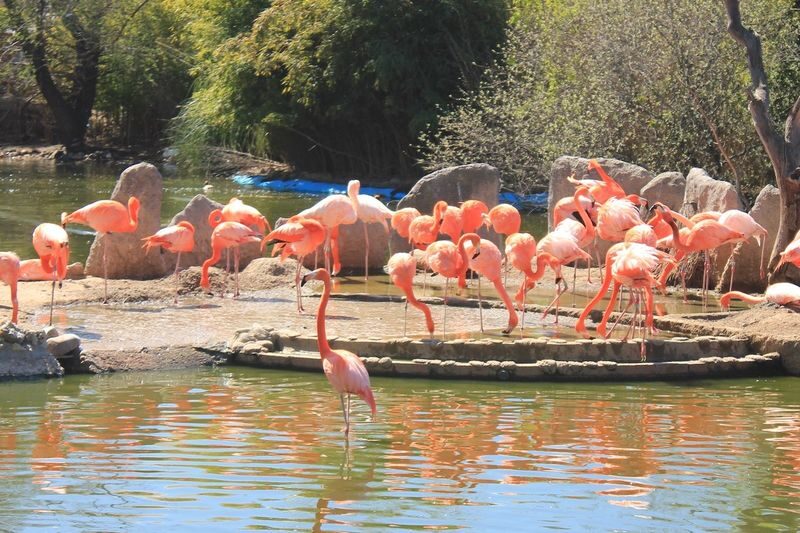 Faunia Nature Park Admission in Madrid - A Madrid park built around different habitats