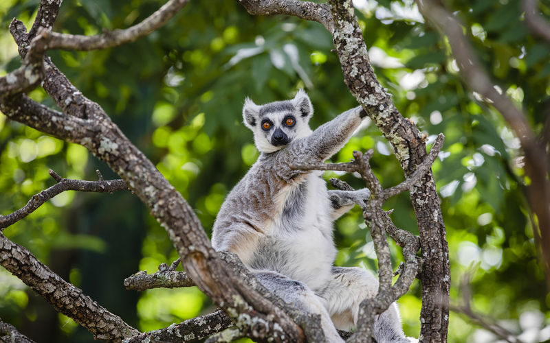 Faunia Nature Park Admission in Madrid - Animal welfare should be part of your visit