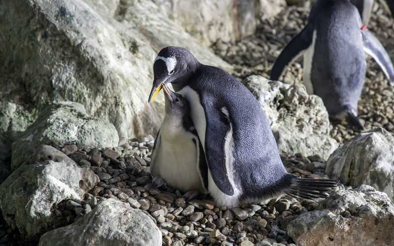 Faunia Nature Park Admission in Madrid - Is admission worth $36.90?