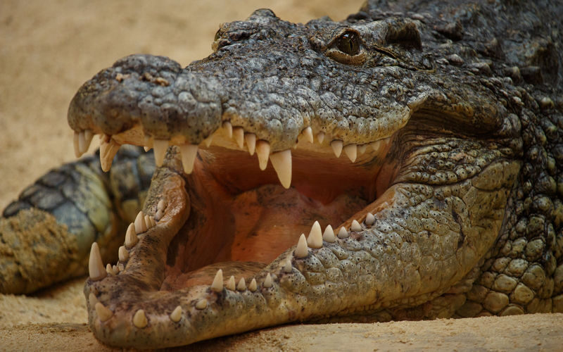 Faunia Nature Park Admission in Madrid - Should you book Faunia?