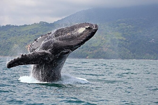 Favored Oahu Whale Watch Excursion! (2 Hour Tour! Ala Wai Harbor) - Common Questions