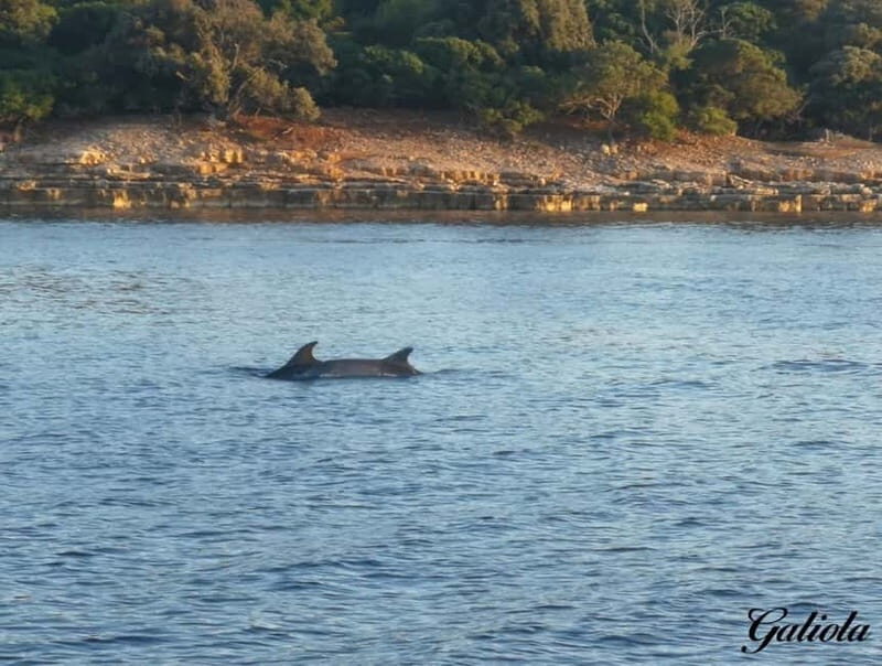 Fazana: Dolphin/Sunset Tour - FAQ